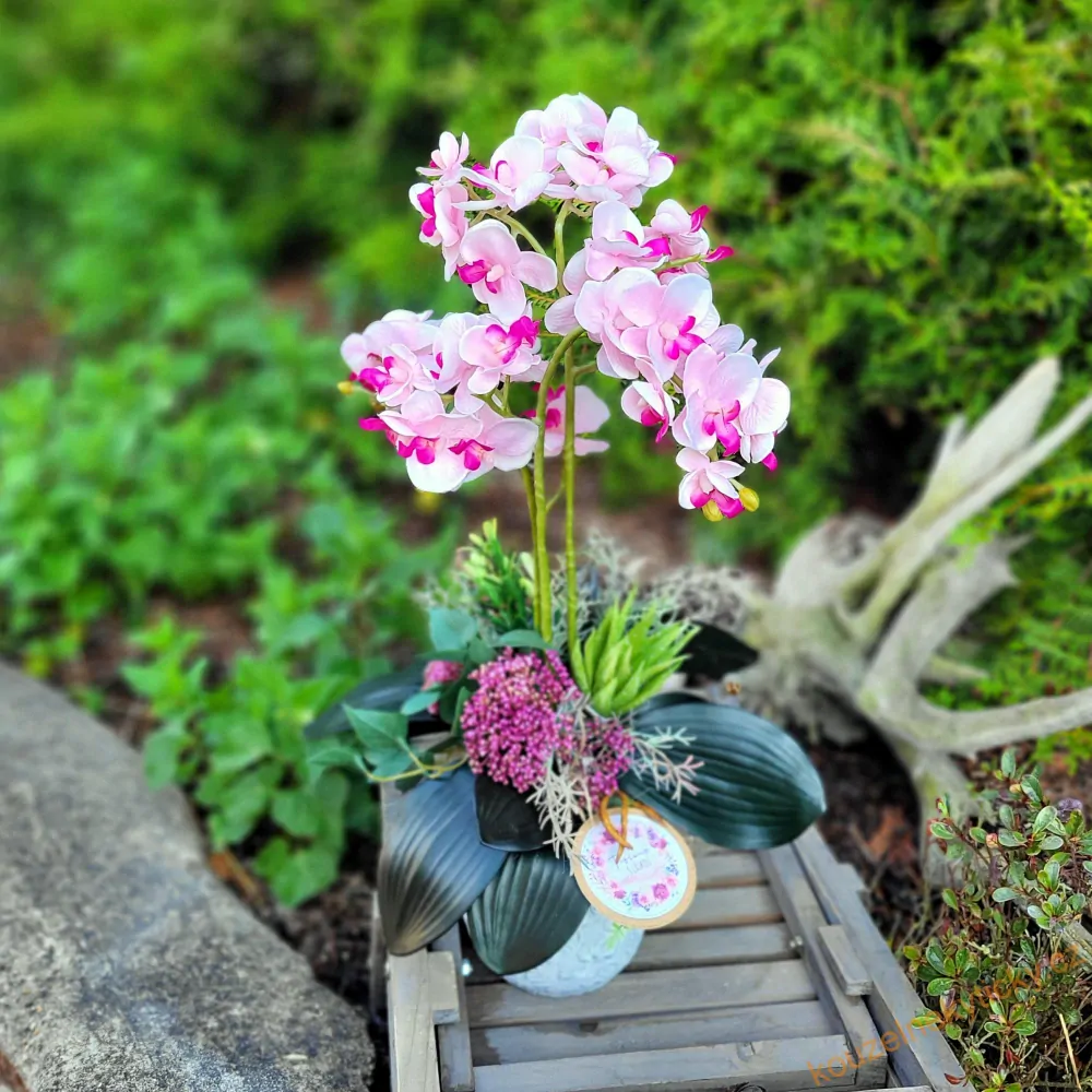 Orchidej aranž - Do růžova