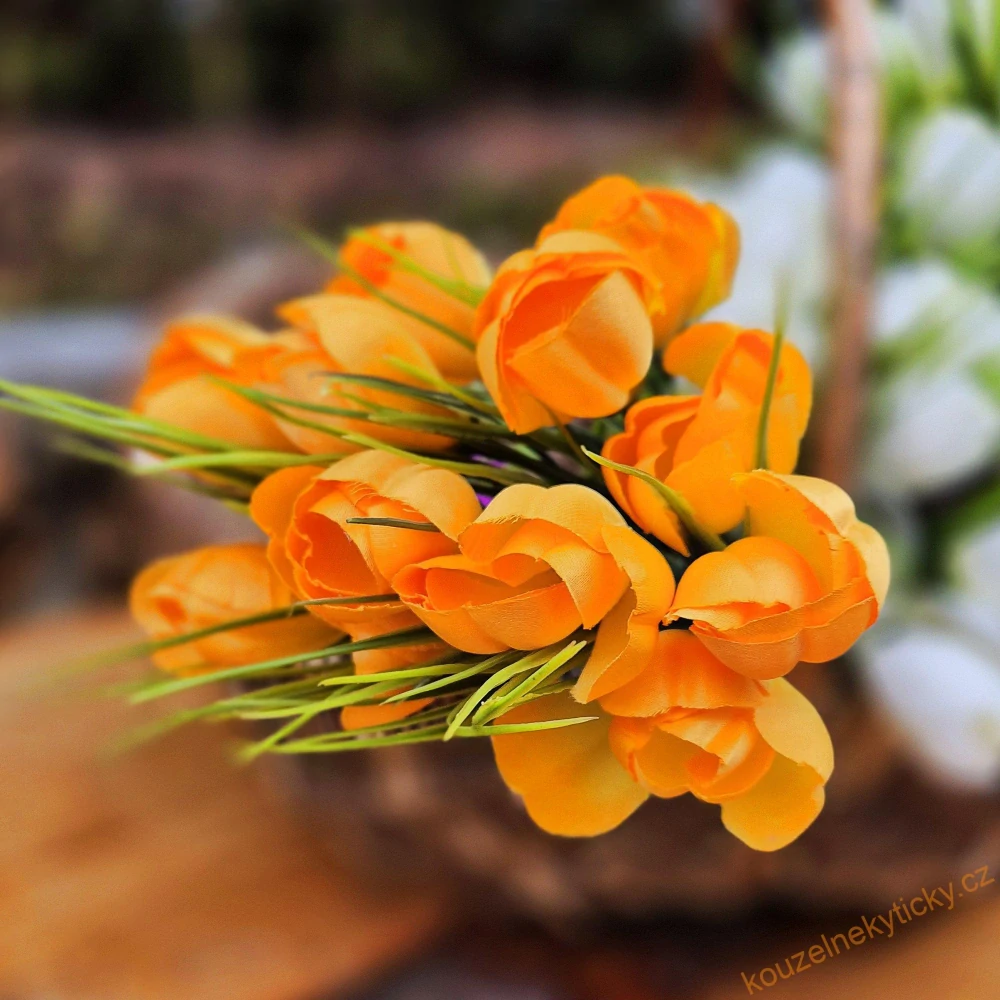 Crocus oranžový