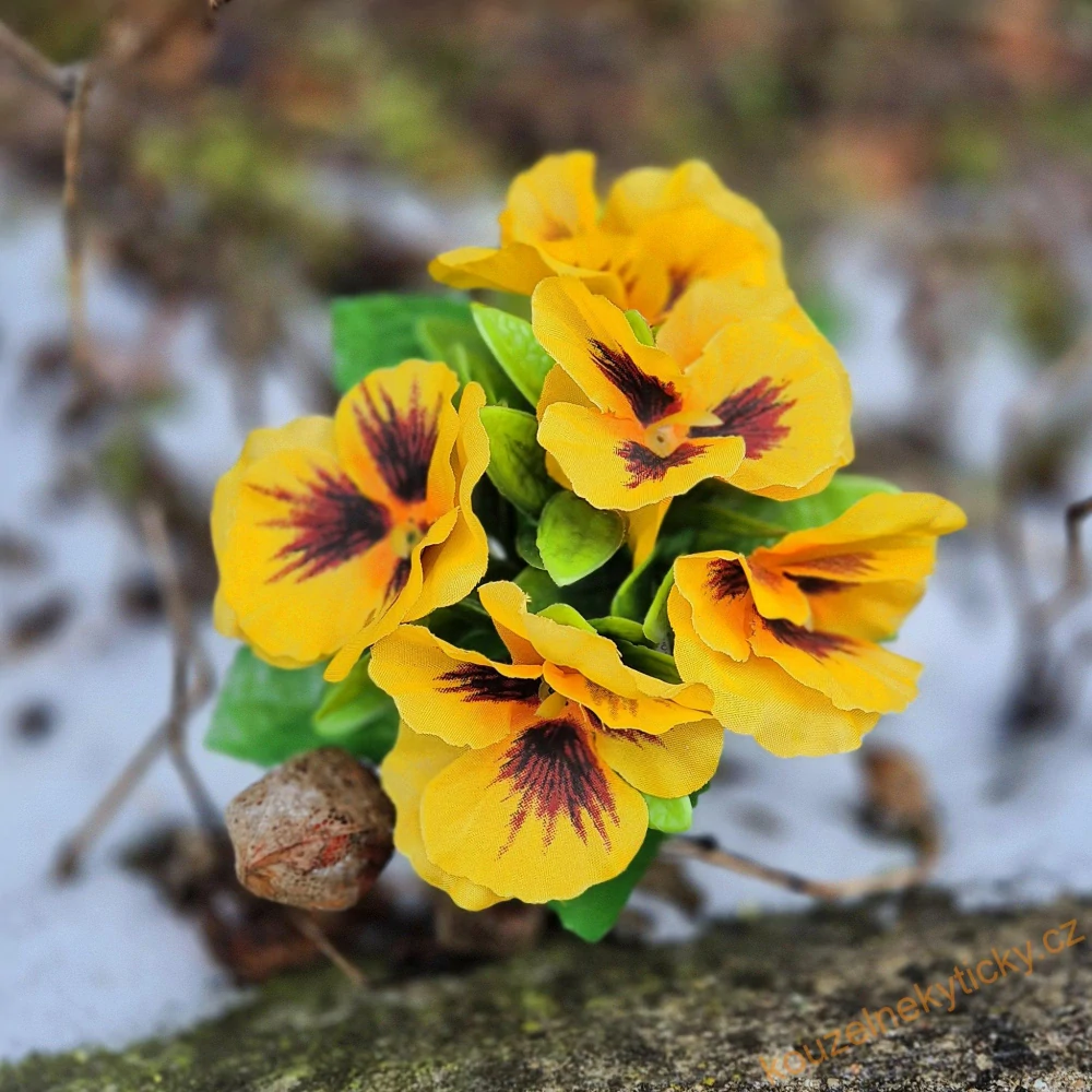 Macešky trs kratší - žlutá s okem 