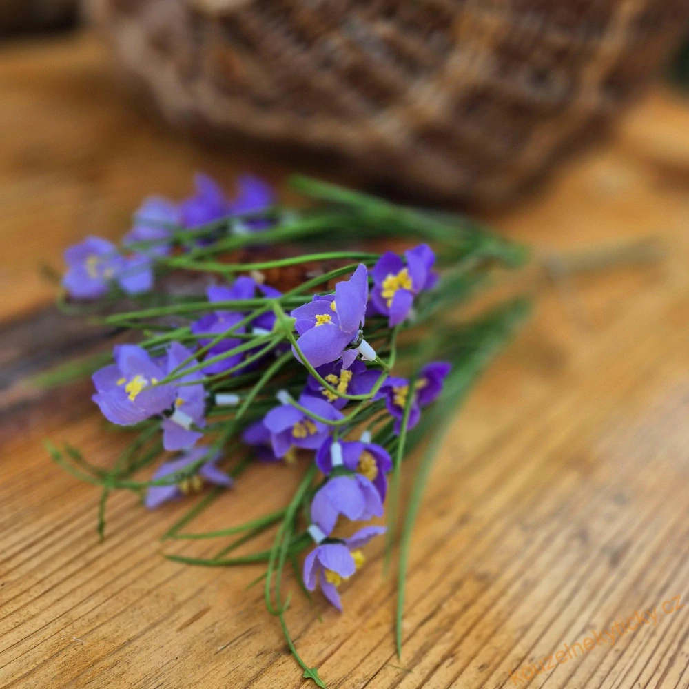 Crocus drobný -  blankytně modrý 
