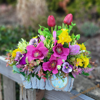 Truhlíček jarní  - Vínovo-žlutý 