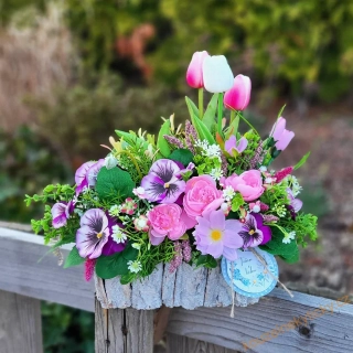 Truhlíček jarní  - Růžovo - fialkový 