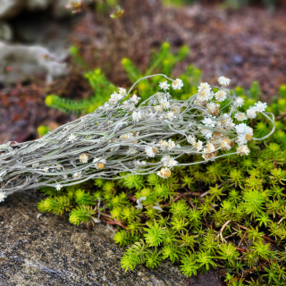 Sušina svazek - Anaphalis