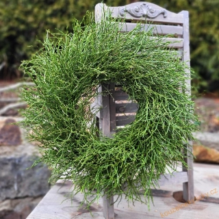 Věnec přírodní   -  Vlasatý z borůvčí 2026