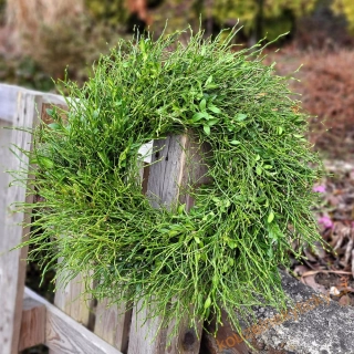 Věnec přírodní   -  Věnec přírodní - Borůvčí a buxus 