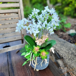 Orchidej květník na nožičkách - Lososka 