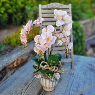 Orchidej barevná  -  Světle růžová 