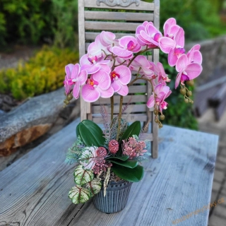 Orchidej barevná  -  Sytě růžová 