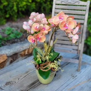 Orchidej barevná  -  Žluto- růžová 