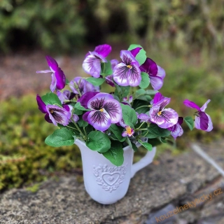 Macešky trs - velikost fialovo-bílé 