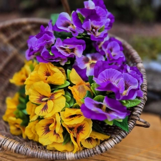 Macešky trs kratší - fialová  s okem 