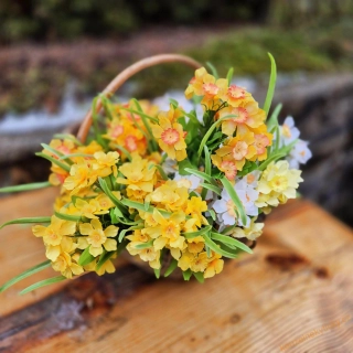 Narcisky - svazek- bílo-oranžové 