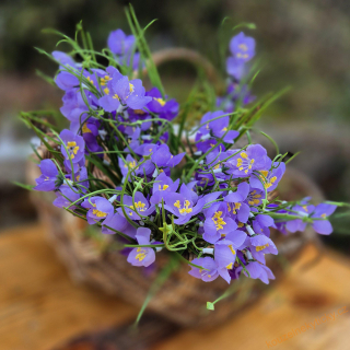 Crocus drobný -  blankytně modrý 